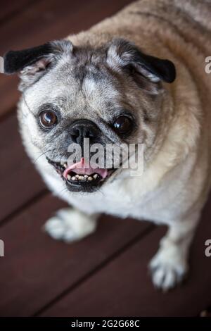 Ein Nahaufnahme-Porträt von Mops, der mit offenem Mund auf die Kamera blickt. Stockfoto