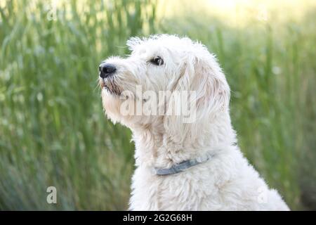 Ein Nahaufnahme-Seitenansicht-Porträt von weißem Labradoodle im Gras sitzend Stockfoto