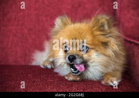 Nahaufnahme eines pommerschen Hundes auf rotem Stuhl mit ausgestreckter Zunge Stockfoto