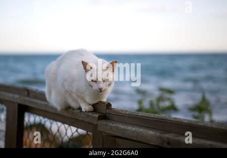 Weiße streunende Katze liegt ruhig auf einem Zaun in der Nähe des Strandes. Stockfoto