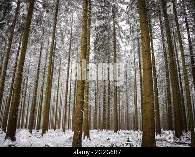 Tote Fichten im Winter Stockfoto