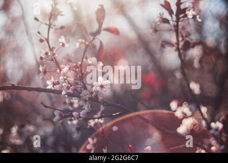 An einem sonnigen Frühlingstag blüht auf einem Ast wunderschöne Sandkirsche. Stockfoto