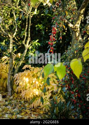Herbstblätter aus der riesigen Maiglöckchen des Tals, Stockfoto
