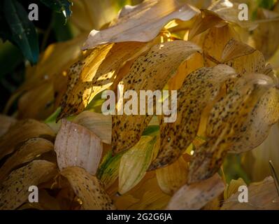 Herbstblätter aus der riesigen Maiglöckchen des Tals, Stockfoto