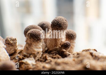 Anbau von Shiitake-Pilzen. Pilze zu Hause anbauen Stockfoto