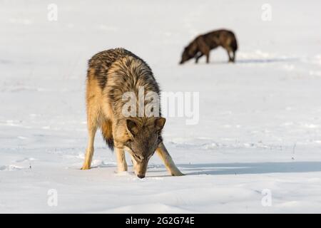 Graue Wölfe (Canis lupus) Schnüffeln im Feldwinterfest - Gefangene Tiere Stockfoto