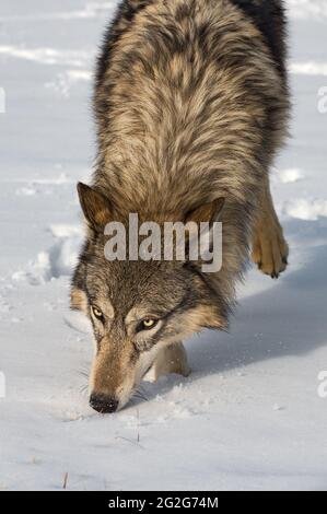 Grauer Wolf (Canis lupus) läuft vor der Nase zu Snow Winter - gefangenes Tier Stockfoto