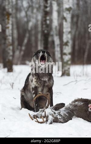 Black Phase Grey Wolf (Canis lupus) Howling over Deer Carcass Winter - Gefangenes Tier Stockfoto