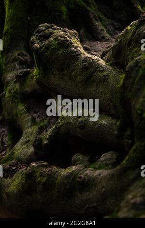 Wurzeln einer alten Buche im Teutoburger Wald Stockfoto