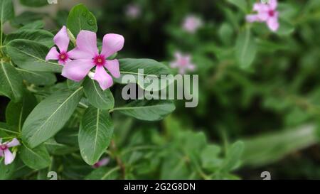 Grüne Naturpflanzen mit Blumen im Garten auf der Terrasse, Indien, Asien Stockfoto