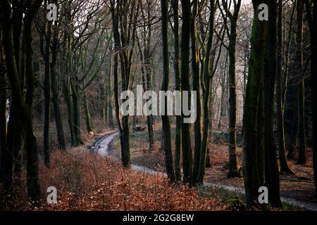 Waldweg im Teutoburger Wald in Olderdissen Stockfoto