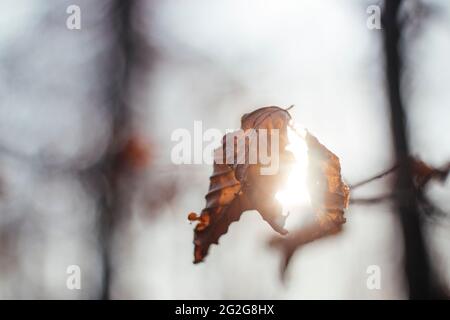 Verwelkte Buchenblätter in der Wintersonne Stockfoto