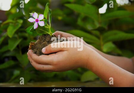 Grüne Naturpflanzen mit Blumen im Garten auf der Terrasse, Indien, Asien Stockfoto