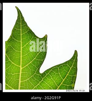 Grüne Naturpflanzen mit Blumen im Garten auf der Terrasse, Indien, Asien Stockfoto