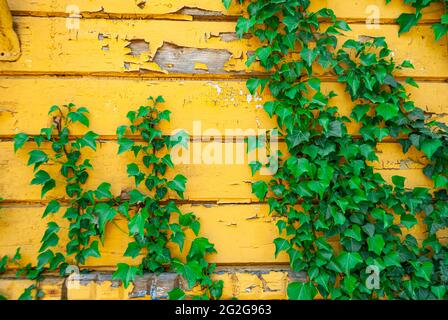 Grüner Efeu an der alten, gelb abblätternden Wand Stockfoto