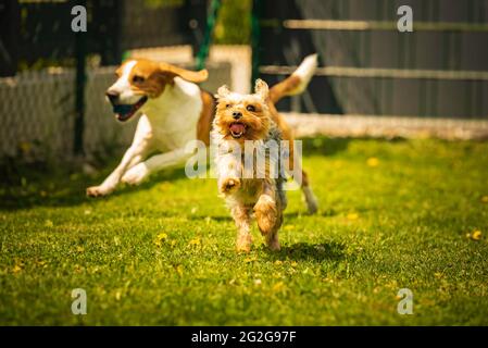 Niedlicher Yorkshire Terrier Hund und Beagle Hund chese einander im Hinterhof. Stockfoto