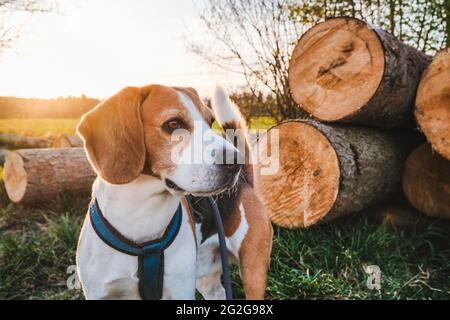 Hund Porträt hinten beleuchtet Hintergrund. Beagle steht im Gras Stockfoto
