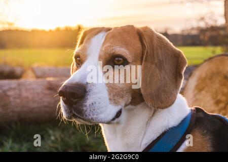Beagle Hund auf dem Land. Sonnenuntergang in der Natur Stockfoto