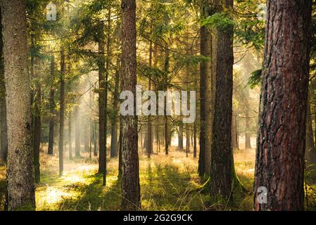 Magischer, tiefer, nebliger Herbstwald. Parken. Schöne Szene Misty Old Forest mit Sonnenstrahlen, Stockfoto