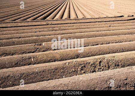 Furchen Reihenmuster in einem gepflügten Feld für die Pflanzung von Kulturen im Frühjahr vorbereitet. Stockfoto