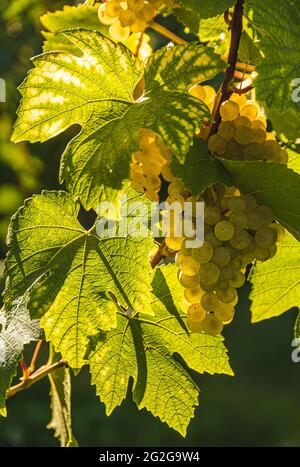 Weiße Trauben mit grünen Blättern auf der Rebe. Frische Früchte. Erntezeit Anfang Herbst. Stockfoto