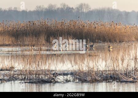 Europa, Polen, Woiwodschaft Podlachien, Narew Nationalpark, Waniewo Stockfoto