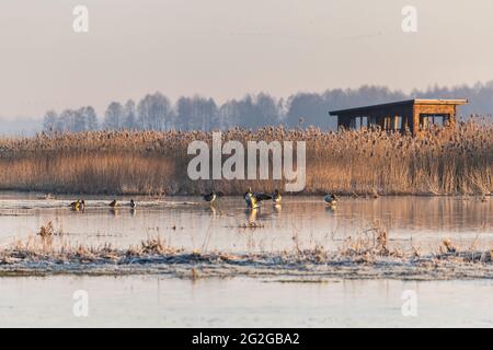 Europa, Polen, Woiwodschaft Podlachien, Narew Nationalpark, Waniewo Stockfoto