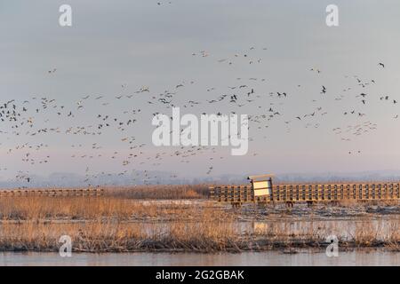 Europa, Polen, Woiwodschaft Podlachien, Narew Nationalpark, Waniewo Stockfoto