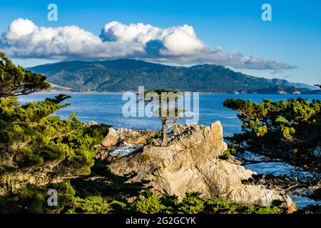 Lone Cypress in Pebble Beach Stockfoto