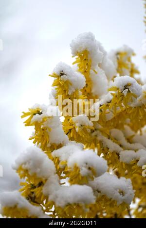 Deutschland, Bayern, Oberbayern, Strauch, Forsythia, Blüten mit Schnee bedeckt, Aprilwetter Stockfoto