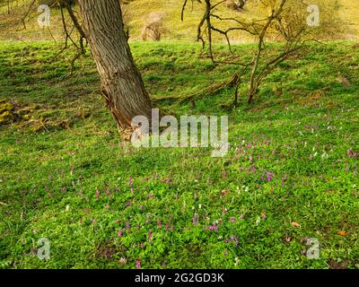 Europa, Deutschland, Hessen, Marburger Land, Geopark Vogelsberg, Amöneburg, Naturschutzgebiet Heckenhain, FFH-Lebensraum, Natura 2000, Stockfoto