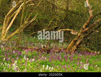 Europa, Deutschland, Hessen, Marburger Land, Geopark Vogelsberg, Amöneburg, Naturschutzgebiet Heckenhain, FFH-Lebensraum, Natura 2000, Stockfoto