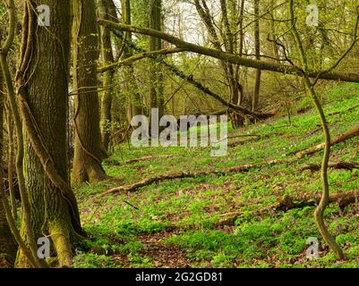 Europa, Deutschland, Hessen, Marburger Land, Geopark Vogelsberg, Amöneburg, Naturschutzgebiet Heckenhain, FFH-Lebensraum, Natura 2000, Stockfoto