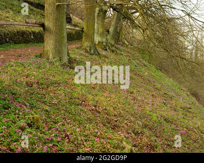 Europa, Deutschland, Hessen, Marburger Land, Geopark Vogelsberg, Amöneburg, Naturschutzgebiet, FFH-Lebensraum, Natura 2000, Stockfoto