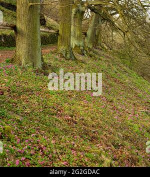 Europa, Deutschland, Hessen, Marburger Land, Geopark Vogelsberg, Amöneburg, Naturschutzgebiet, FFH-Lebensraum, Natura 2000, Stockfoto