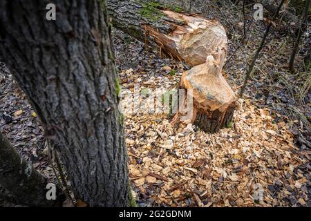 Biberbaum Stamm, Mittelfranken Stockfoto