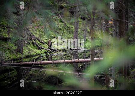 Teichbiotop im Wald, Mittelfranken, Bayern Stockfoto