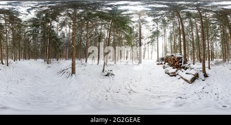 360 Grad Panorama, Wald im Winter Stockfoto