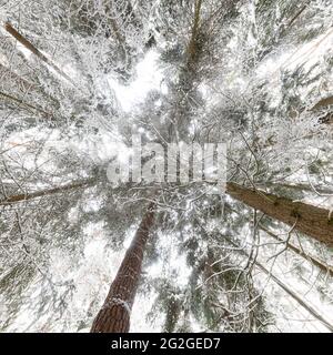 360 Grad Panorama, Wald im Winter Stockfoto