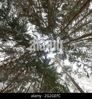 360 Grad Panorama, Wald im Winter Stockfoto