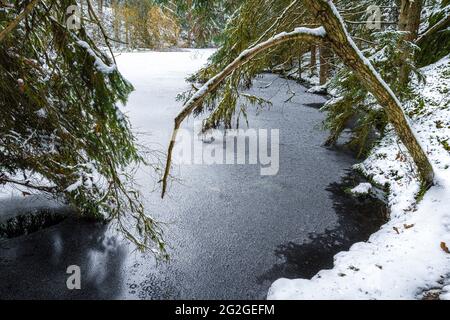 Teich im Wald, Wernloch im Winter, Mittelfranken, Bayern Stockfoto