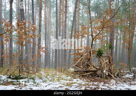 Selbstgemachte Hütte aus Ästen im Wald Stockfoto