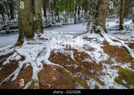 Teich im Wald, Wernloch im Winter, Mittelfranken, Bayern Stockfoto