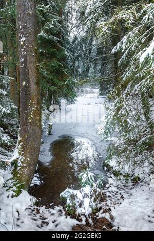 Teich im Wald, Wernloch im Winter, Mittelfranken, Bayern Stockfoto