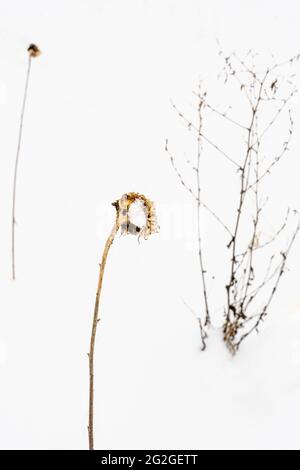 Getrocknete Sonnenblumen im Schnee Stockfoto