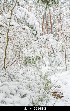 Wald im Winter, bedeckt mit tiefem Schnee Stockfoto