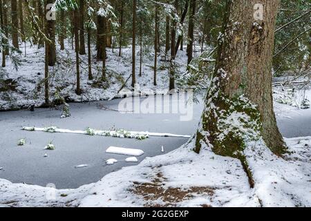 Teich im Wald, Wernloch im Winter, Mittelfranken, Bayern Stockfoto