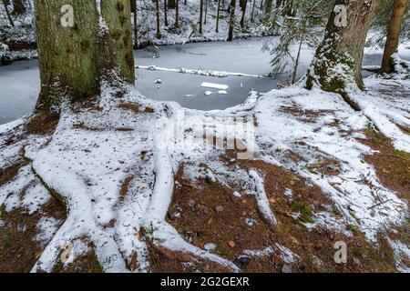 Teich im Wald, Wernloch im Winter, Mittelfranken, Bayern Stockfoto