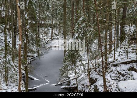 Teich im Wald, Wernloch im Winter, Mittelfranken, Bayern Stockfoto