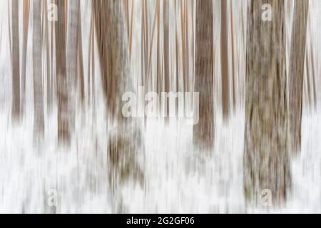 Wald im Winter, bedeckt mit tiefem Schnee Stockfoto